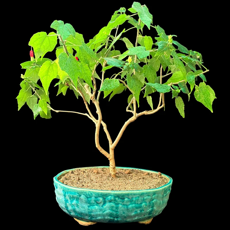 MALVAVISCUS ARBOREUS
